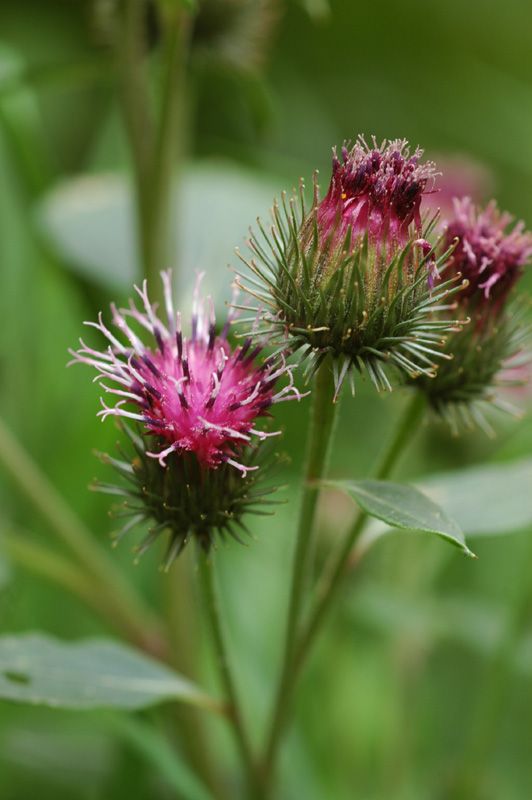 Изображение особи Arctium leiospermum.