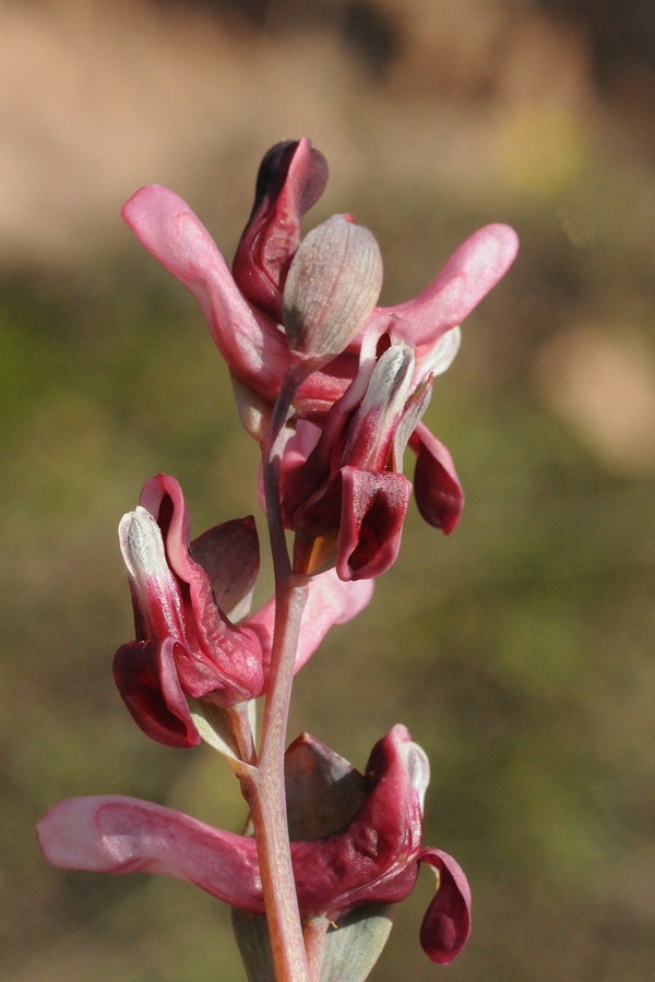 Image of Corydalis ledebouriana specimen.