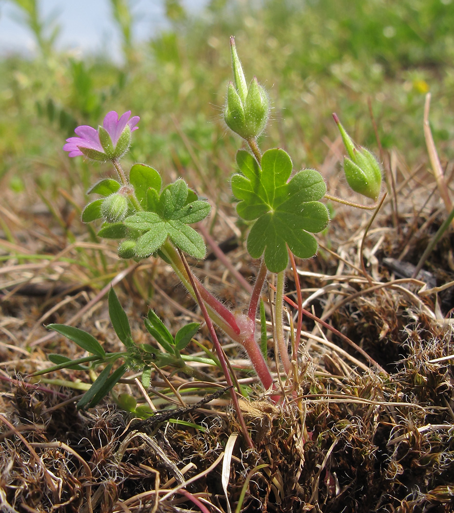 Image of Geranium molle specimen.