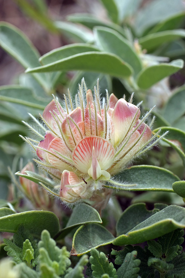 Image of Hedysarum acutifolium specimen.