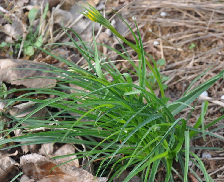 Image of genus Tragopogon specimen.