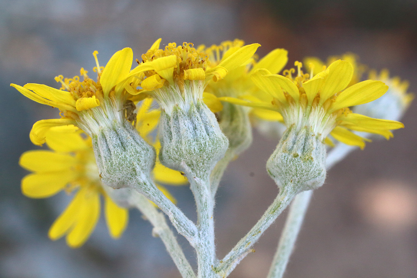 Image of Senecio cineraria specimen.