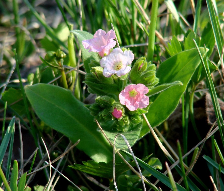 Image of Pulmonaria mollis specimen.