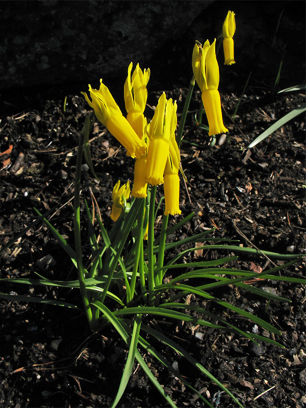 Image of Narcissus cyclamineus specimen.