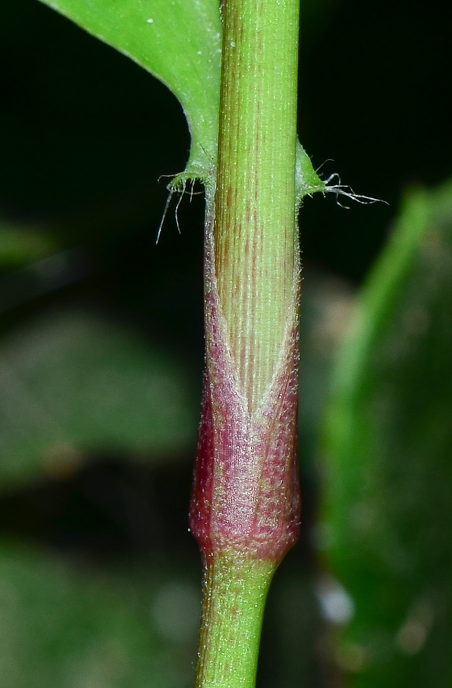 Image of Commelina erecta specimen.