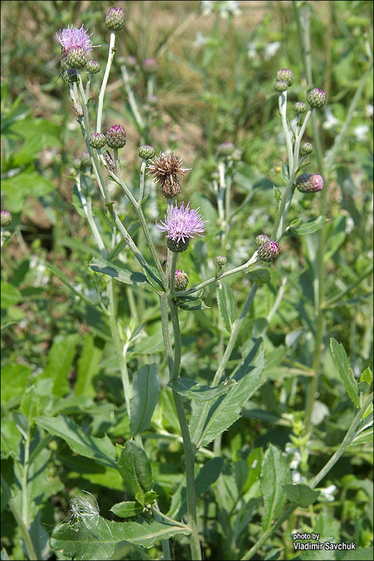 Изображение особи Cirsium incanum.