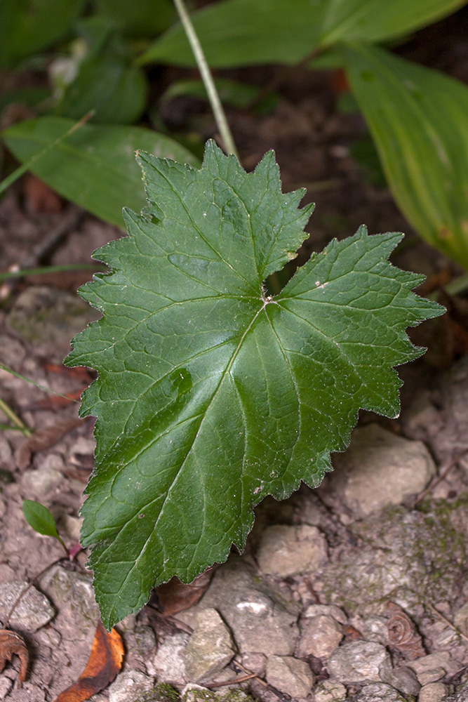 Image of Campanula trachelium specimen.