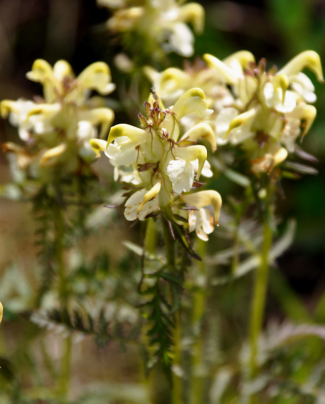 Image of Pedicularis compacta specimen.