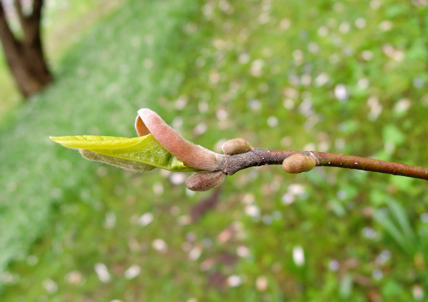 Image of Magnolia salicifolia specimen.