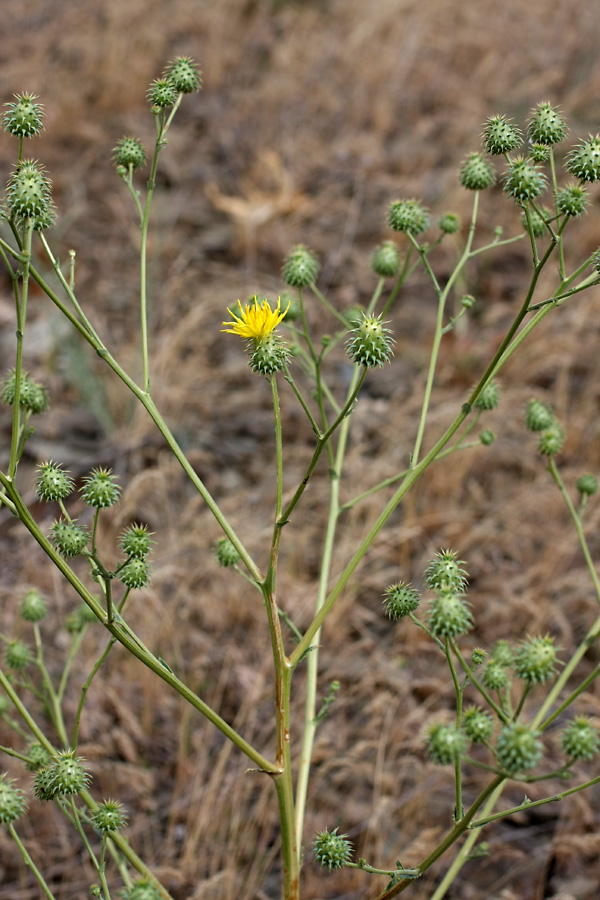 Image of Cousinia karatavica specimen.