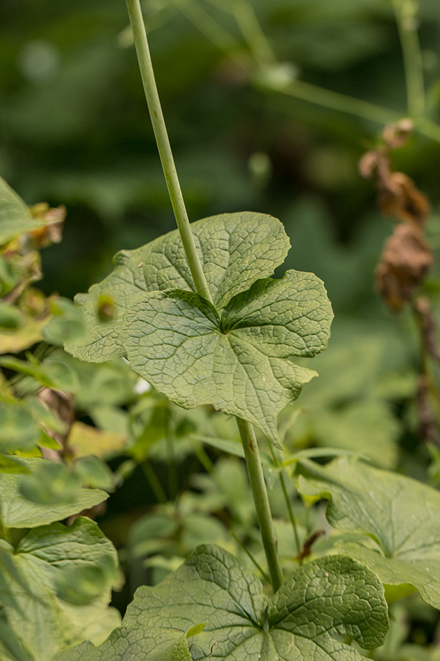 Изображение особи Valeriana tiliifolia.