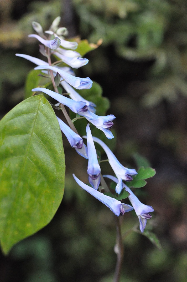 Изображение особи род Corydalis.