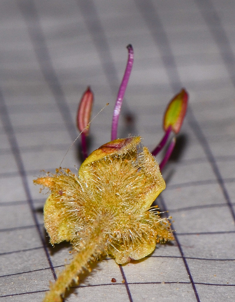 Image of Cleome droserifolia specimen.