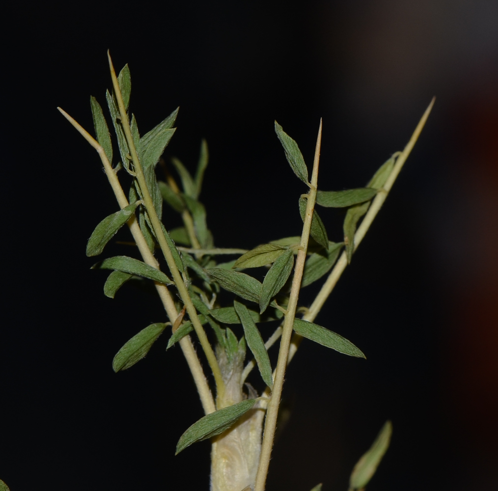 Image of Astragalus gummifer specimen.