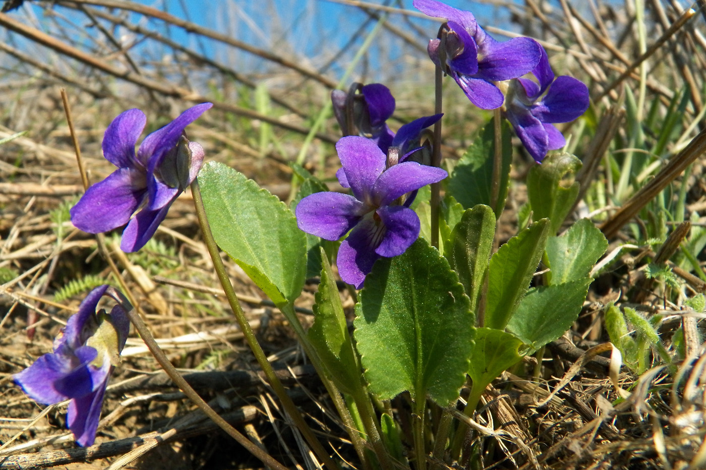 Изображение особи Viola ambigua.