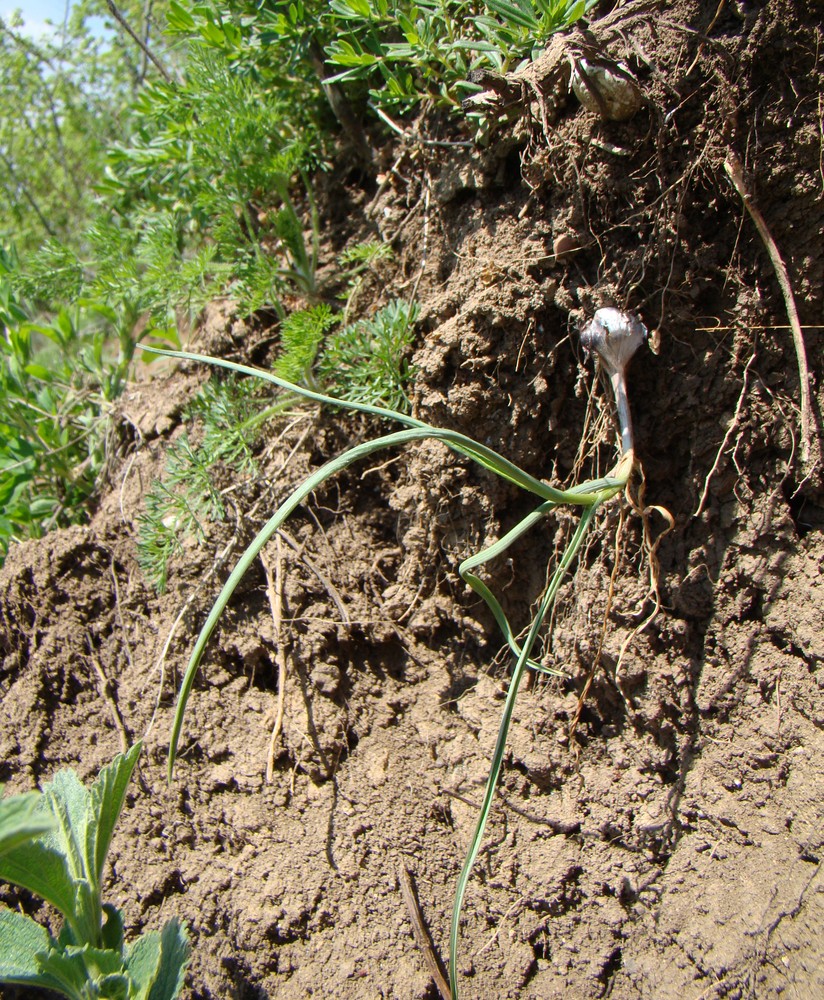 Image of Allium rotundum specimen.