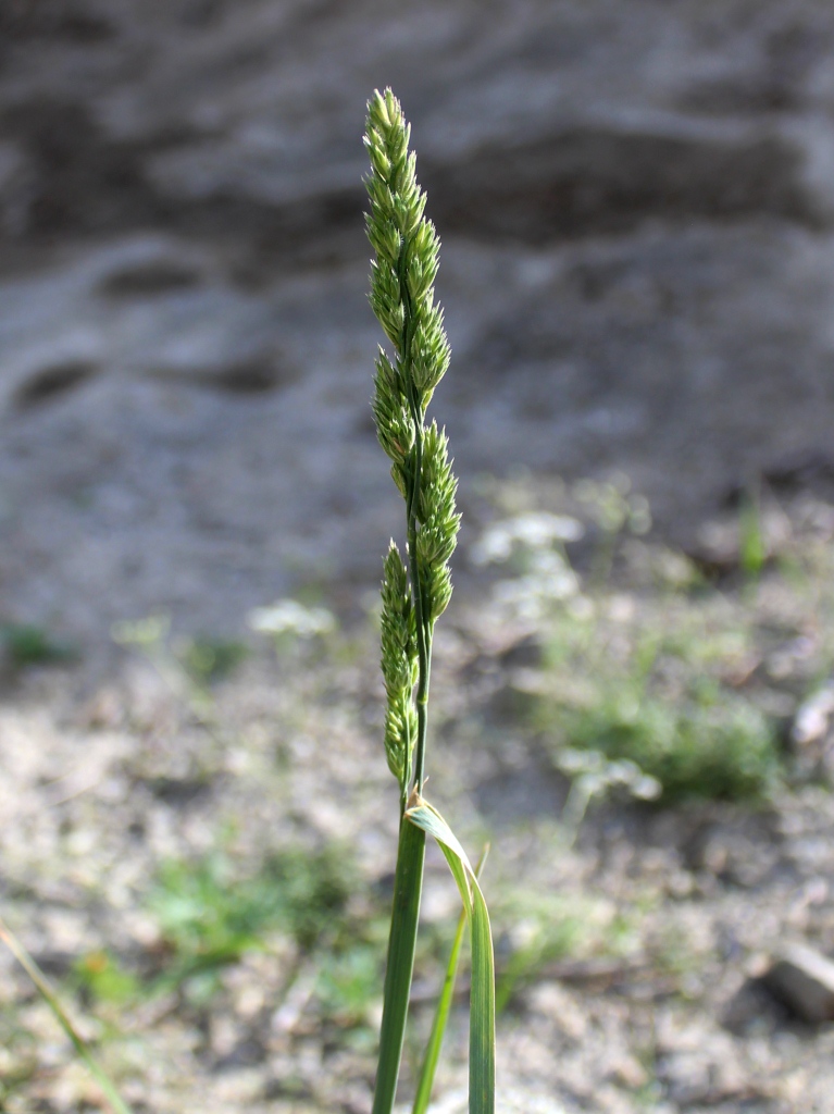 Изображение особи Dactylis glomerata.