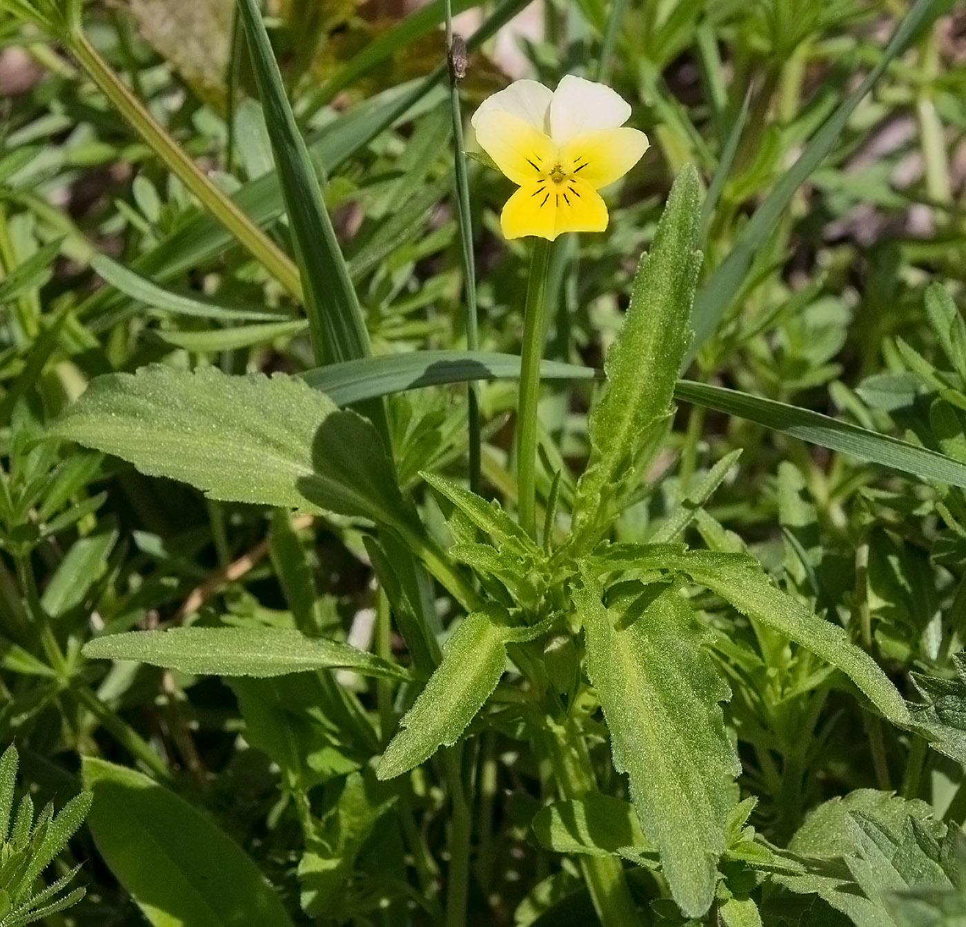 Image of Viola tricolor ssp. alpestris specimen.