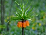 Fritillaria imperialis. Верхушка побега с соцветием. Москва, ботанический сад МГУ \"Аптекарский огород\", в культуре. 02.05.2016.