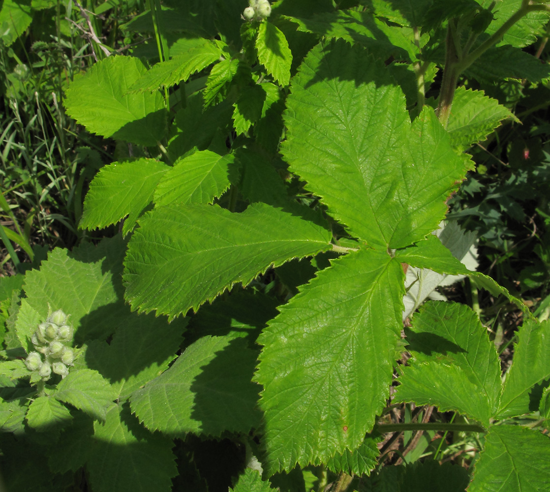 Image of Rubus canescens specimen.