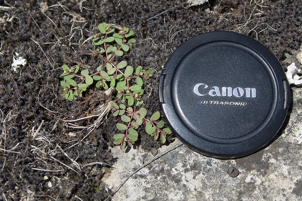 Image of genus Euphorbia specimen.