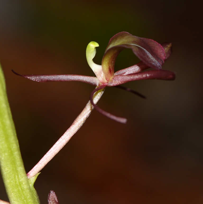 Image of Liparis japonica specimen.