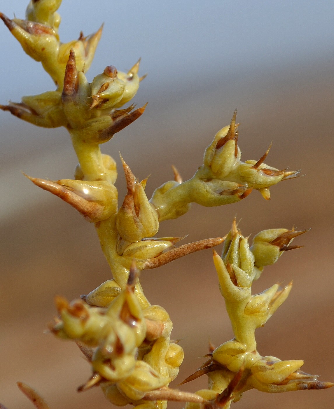 Image of Halimocnemis sclerosperma specimen.