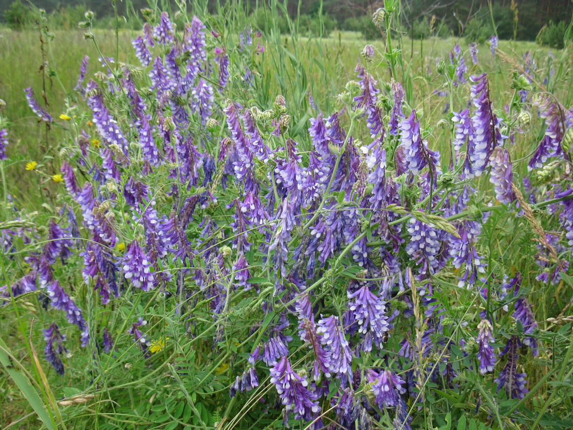 Изображение особи Vicia villosa.