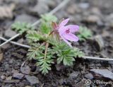 Erodium cicutarium