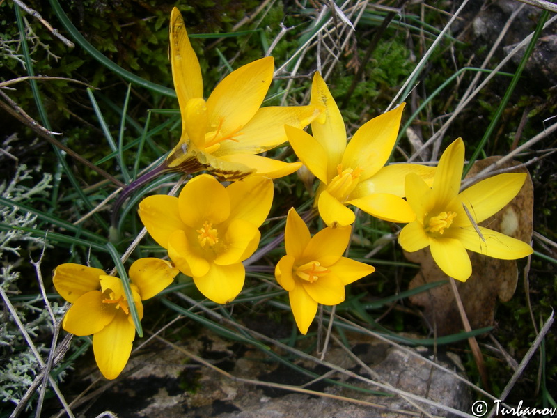 Image of Crocus angustifolius specimen.