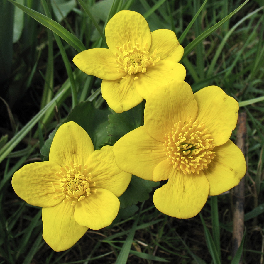 Image of Caltha palustris specimen.