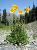 Papaver croceum