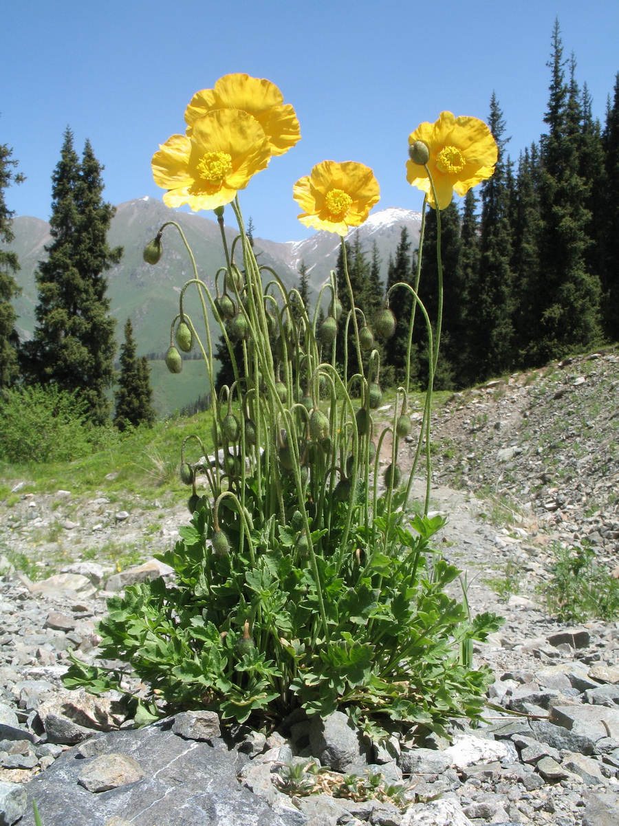 Изображение особи Papaver croceum.