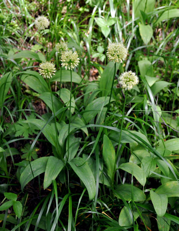 Image of Allium victorialis specimen.