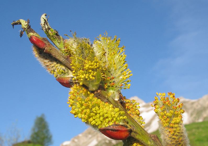 Изображение особи Salix caprea.