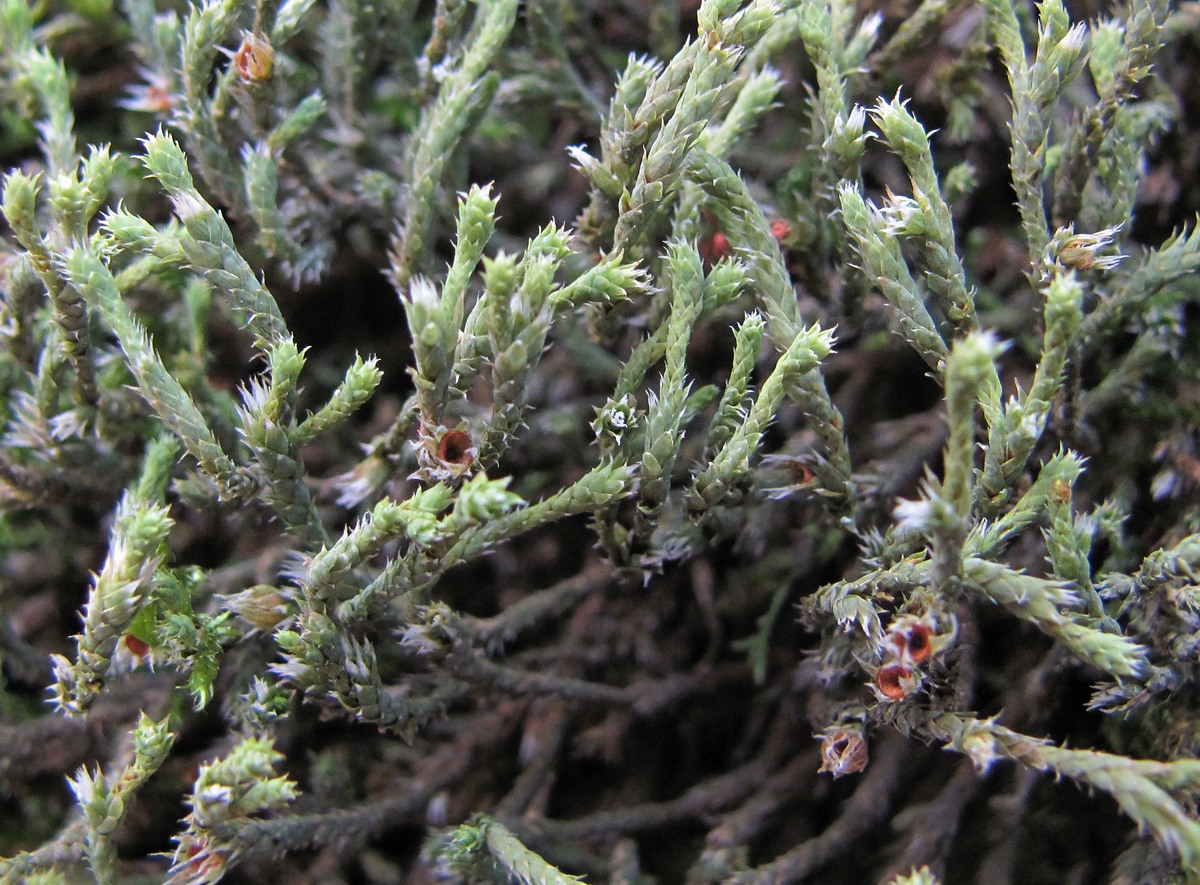 Image of Hedwigia ciliata specimen.