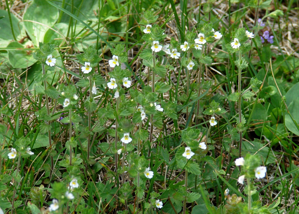 Изображение особи Euphrasia hirtella.