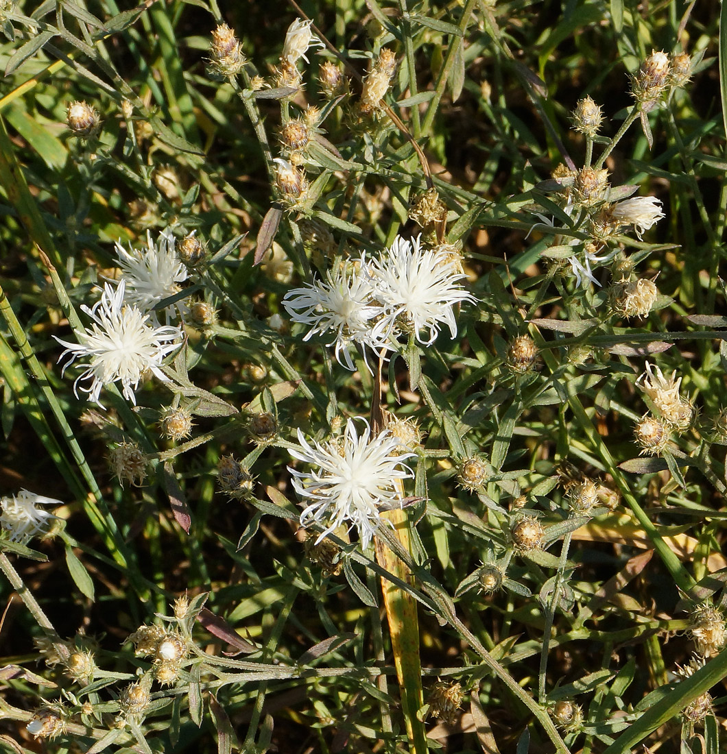 Image of Centaurea diffusa specimen.