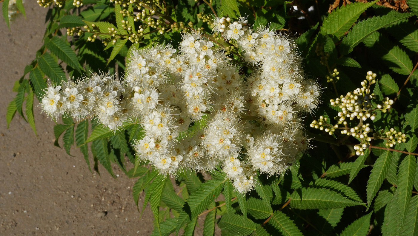 Image of Sorbaria sorbifolia specimen.