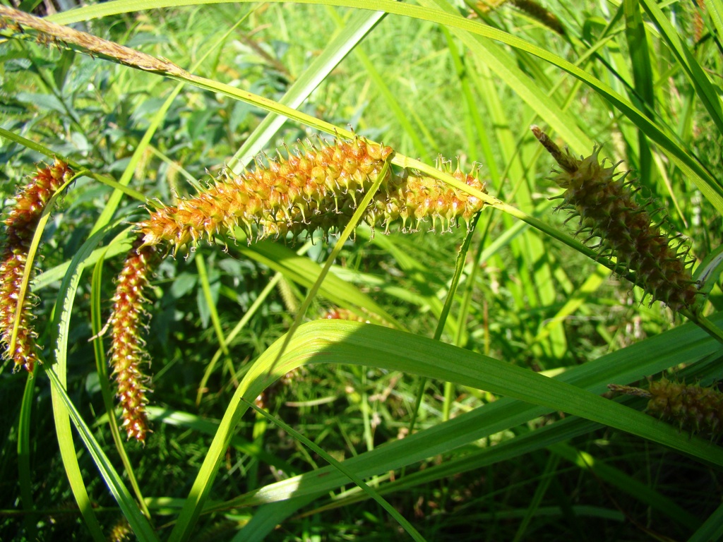 Image of Carex rhynchophysa specimen.