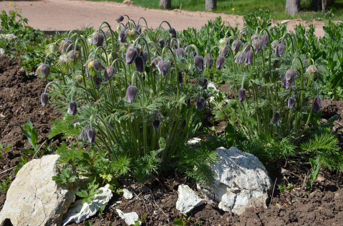 Image of Pulsatilla pratensis specimen.