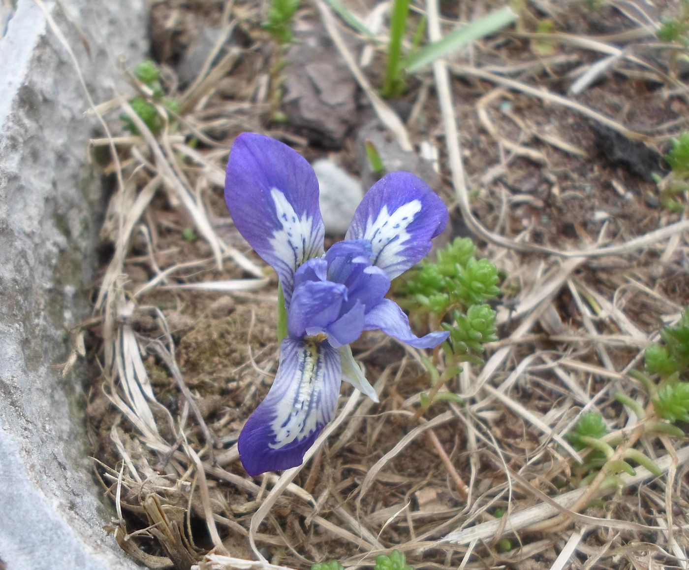 Изображение особи Iridodictyum reticulatum.