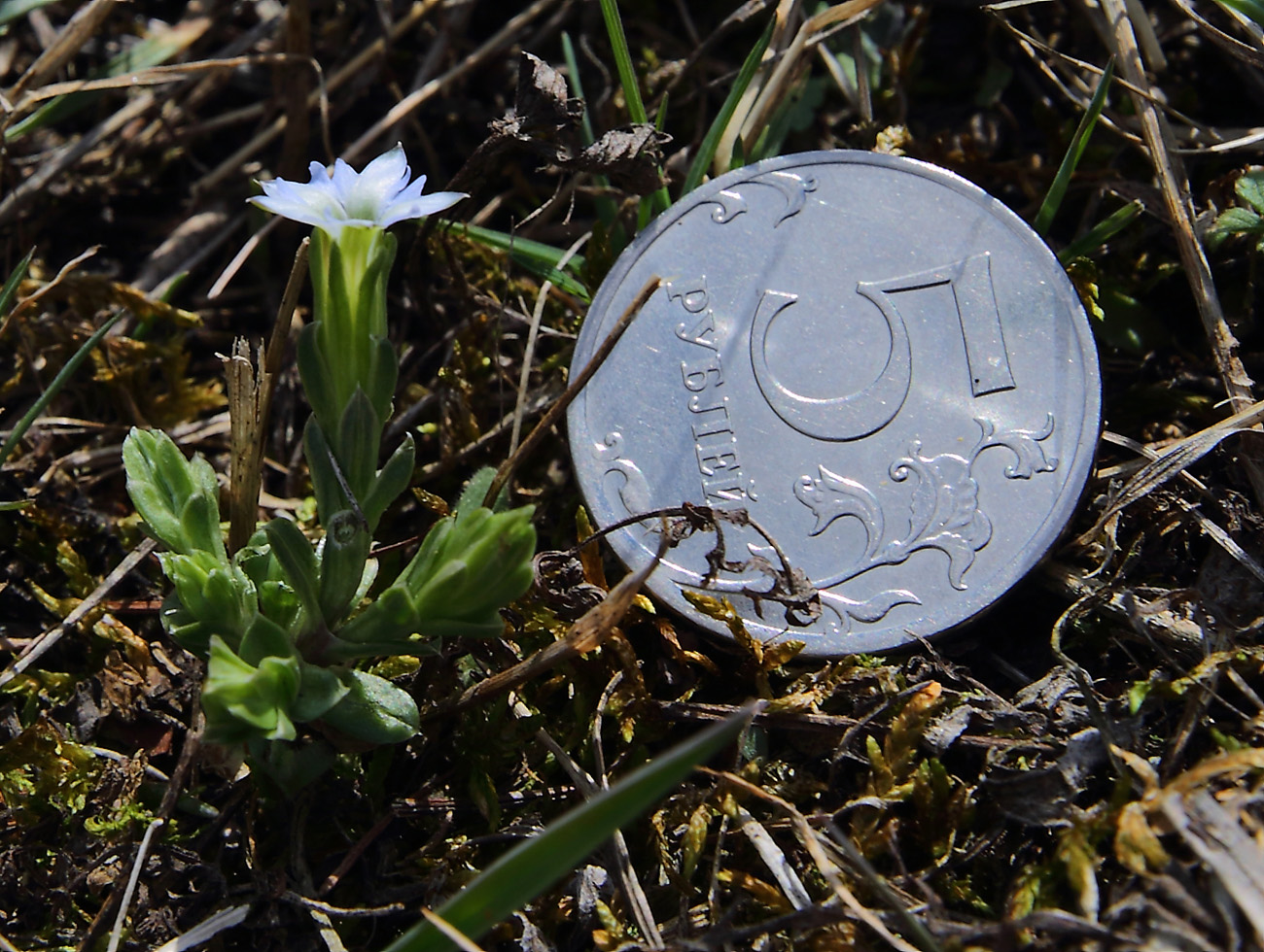 Изображение особи Gentiana aquatica.