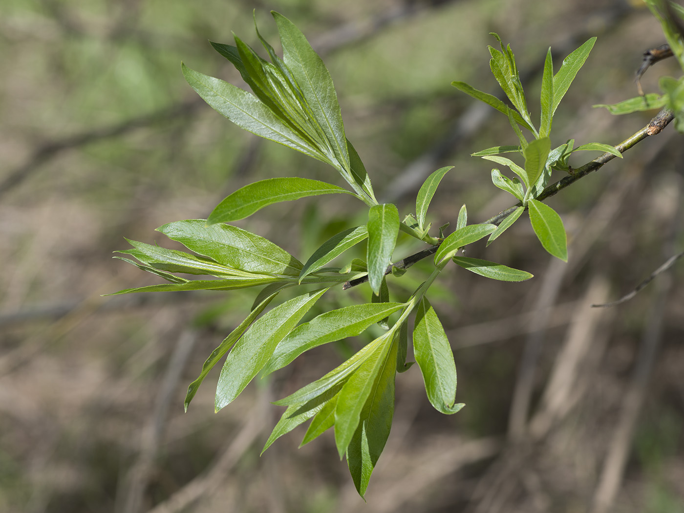 Ива шерстистопобеговая (Salix dasyclados)