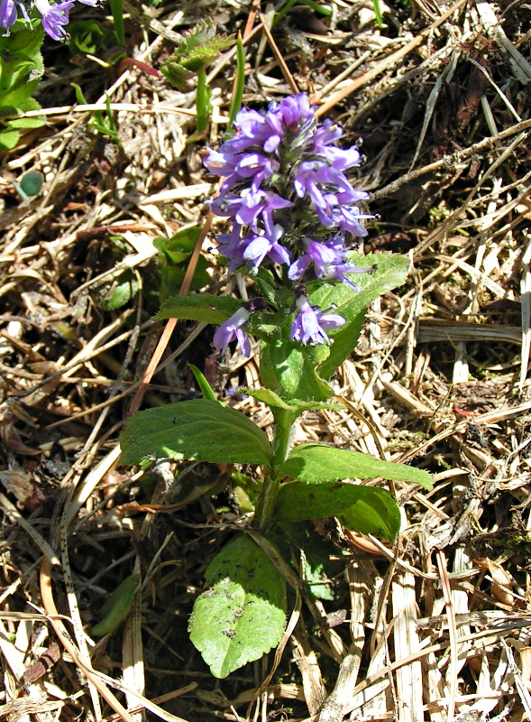 Изображение особи Veronica densiflora.