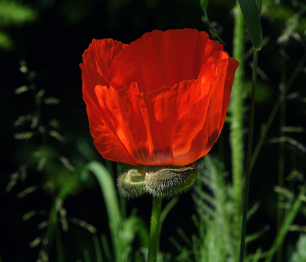 Изображение особи Papaver setiferum.