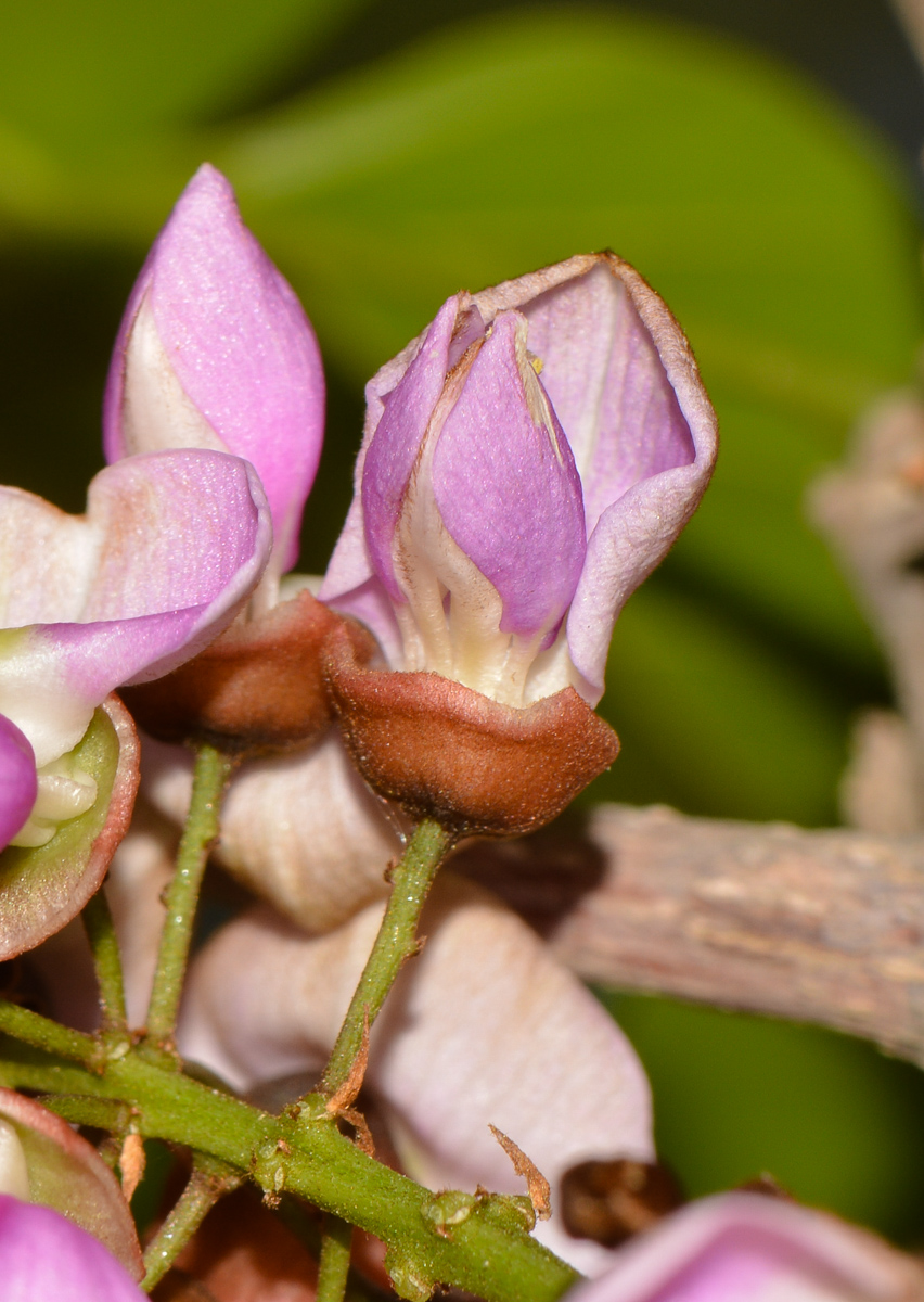 Image of Pongamia pinnata specimen.