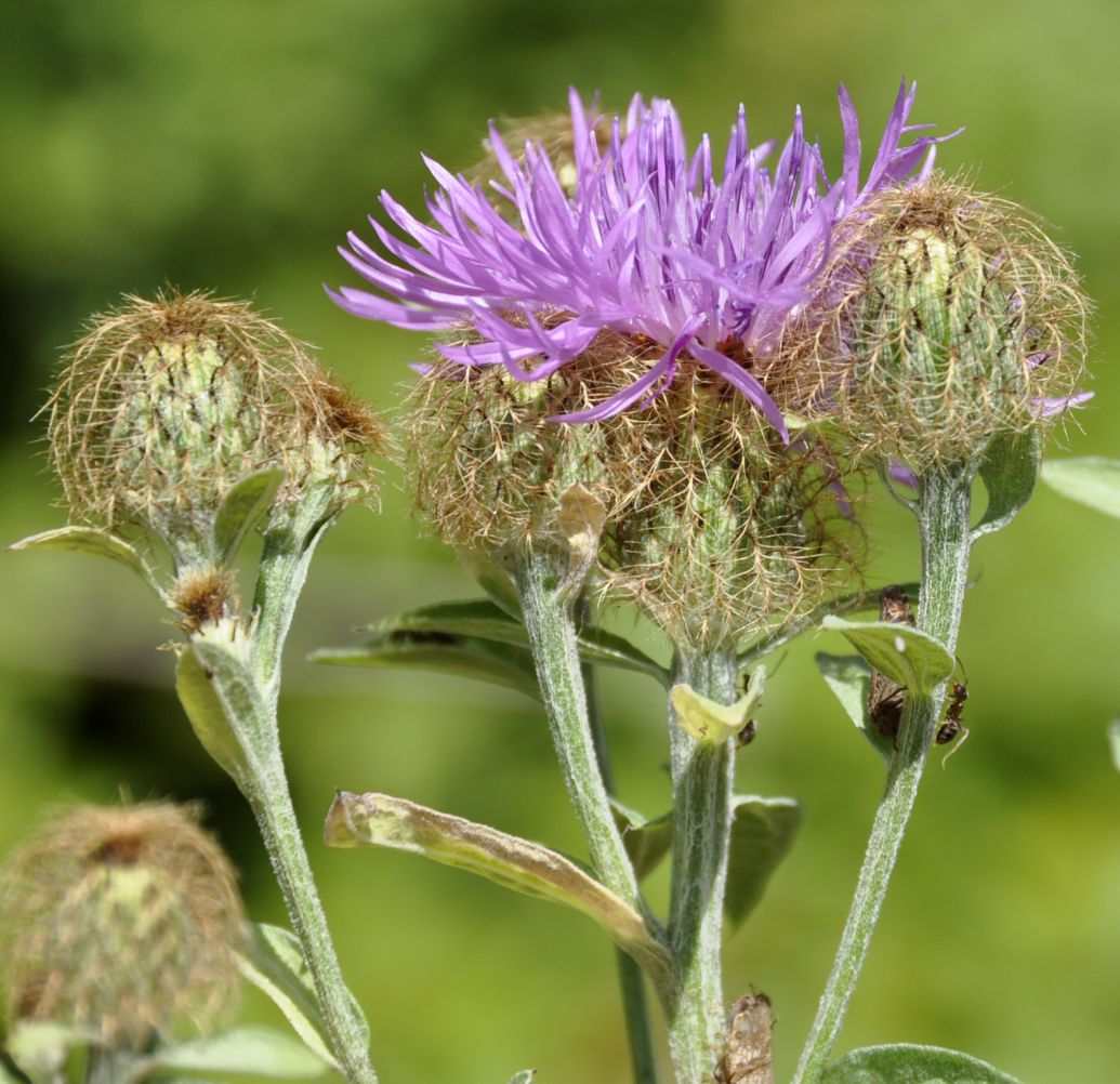 Изображение особи Centaurea stenolepis.