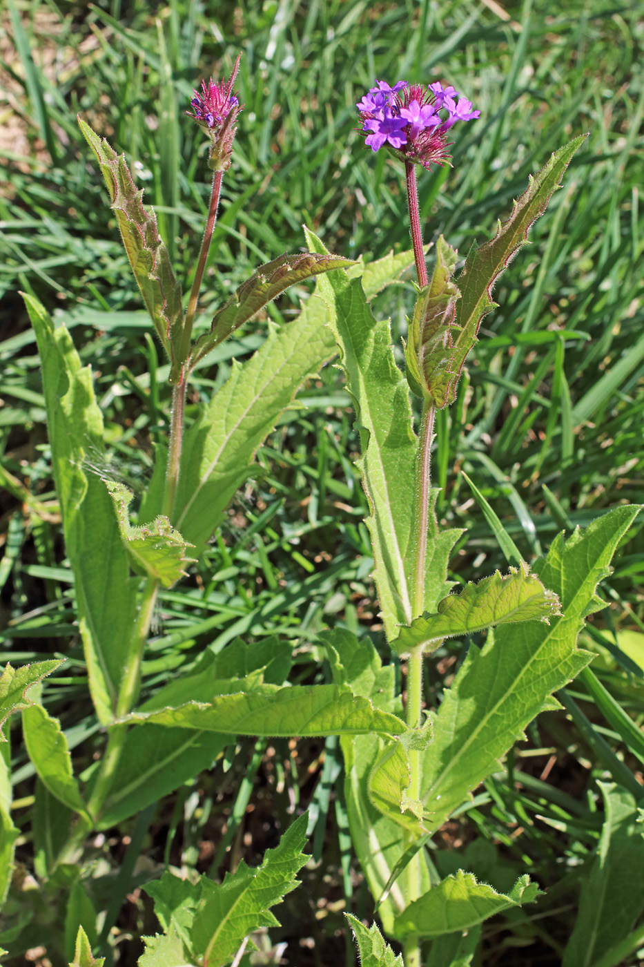 Image of Verbena rigida specimen.