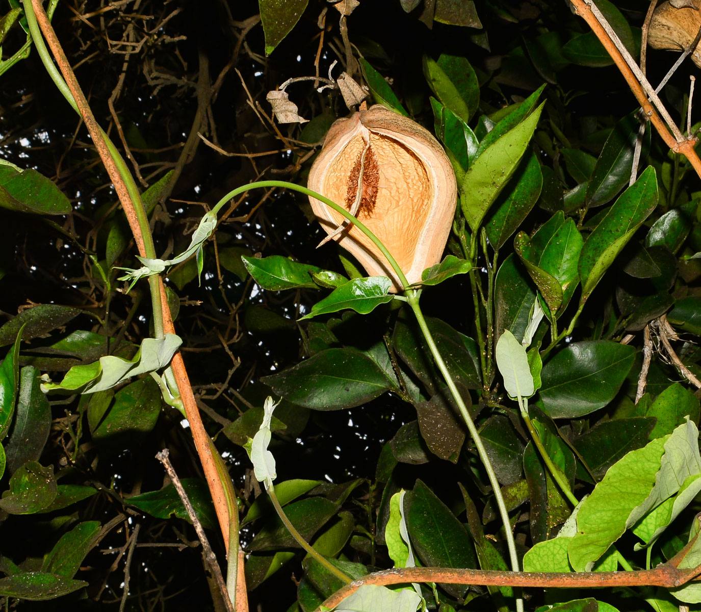 Image of Araujia sericifera specimen.